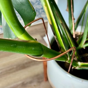 Copper Crescent Plant Stake, Cactus Plant Support, Garden Plant Support, Leaning Stem Support, ZZ Plant Stake, Plant Stem Support, 3 Sizes