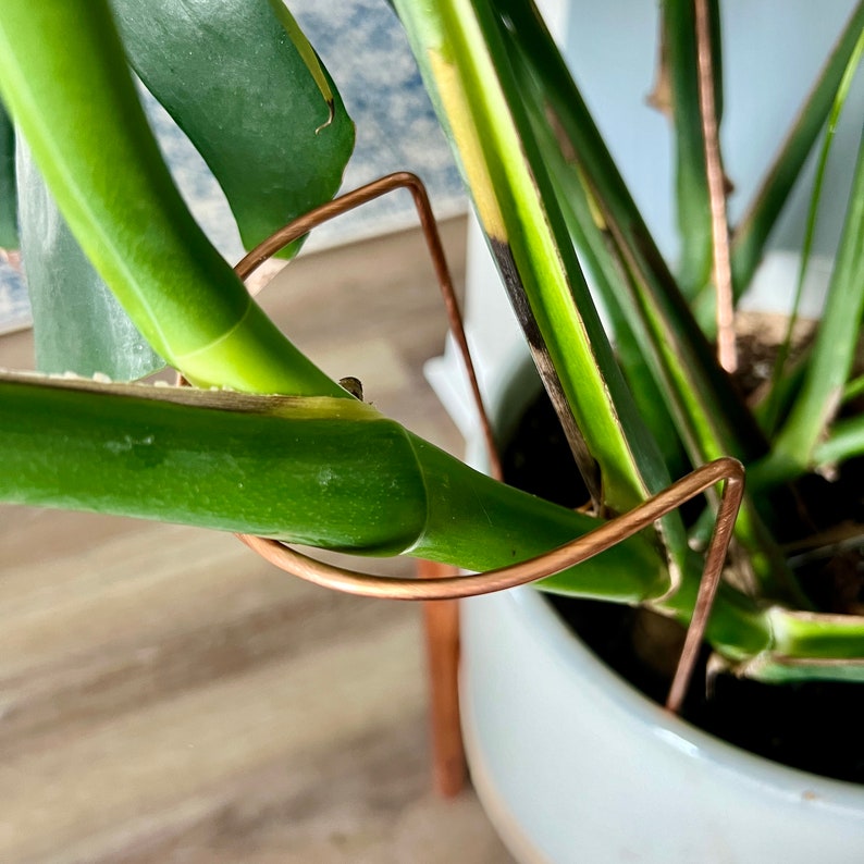 May include: Close-up of a green plant with a copper wire support. The wire is bent into a U-shape and is wrapped around the stem of the plant.