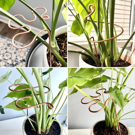 burle marx plant Philodendron 'Burle Marx' 10