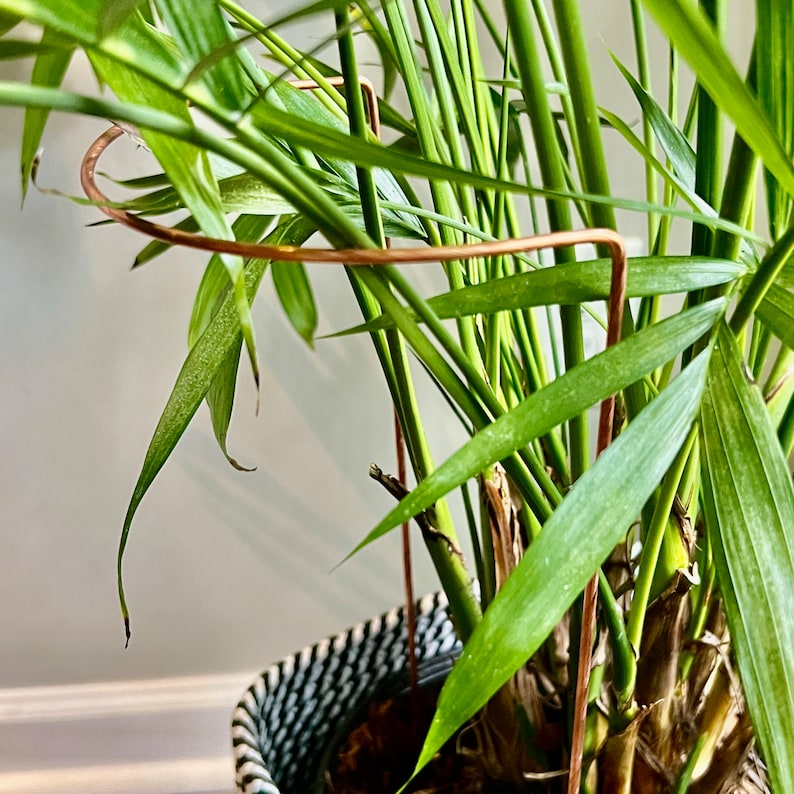 May include: A copper plant support cage is used to help a houseplant grow upright. The cage is made of two pieces of wire that are bent into a square shape. The plant is a green leafy plant with long, thin leaves.