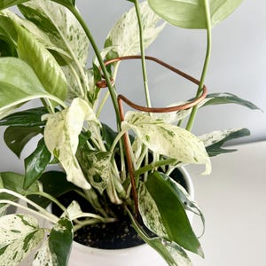 Copper Track Plant Stick, Plant Stakes, Leaning Stem Support, Plant Gift, Snake Plant Stake, ZZ Plant Support, Monstera Plant Stick