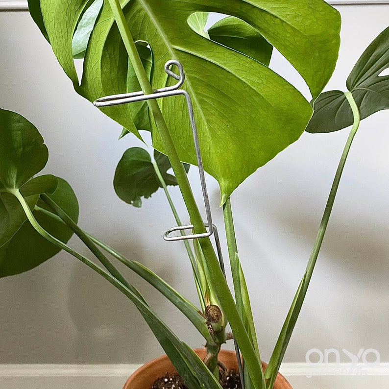 Steel Swizzle Stick Plant Stem Supporter Hoya and Monstera Etsy