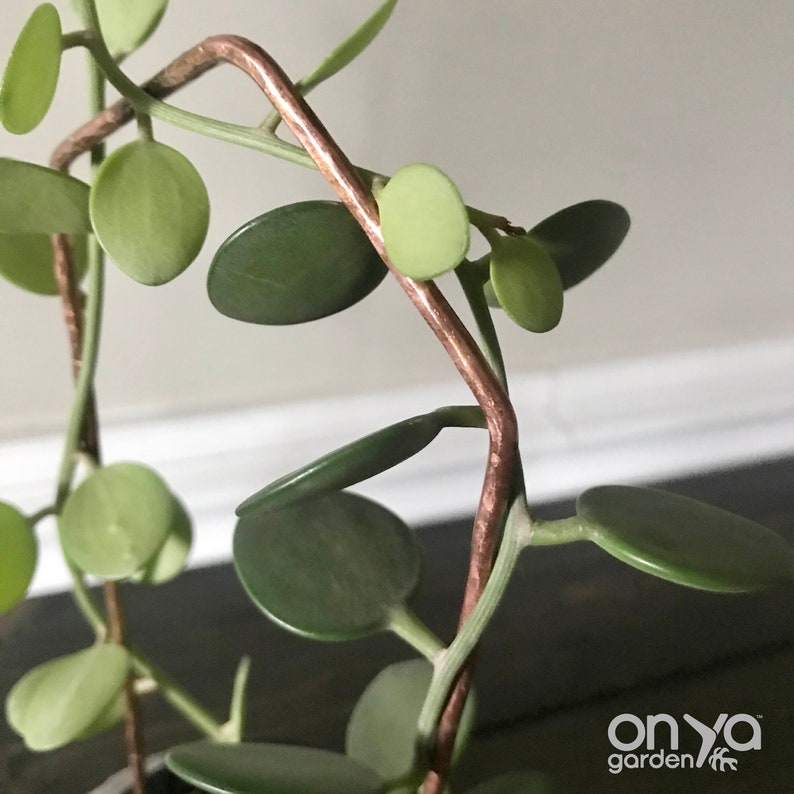 Copper Pointed Arch Wire Trellis Geometric House Plant Etsy