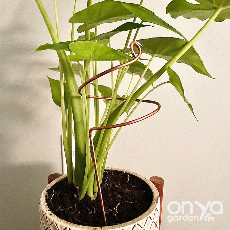May include: A houseplant with large green leaves in a white pot with a copper wire plant support.