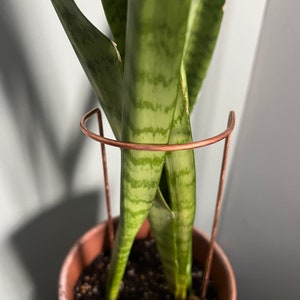 May include: A potted snake plant with a copper plant support. The plant is growing tall and has a striped pattern on the leaves.