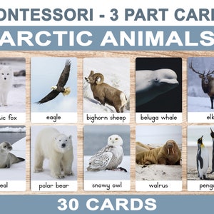 Arctic Animals • Printable Flash Cards • 3 Part Cards • Montessori Cards • BONUS Letter Tracing