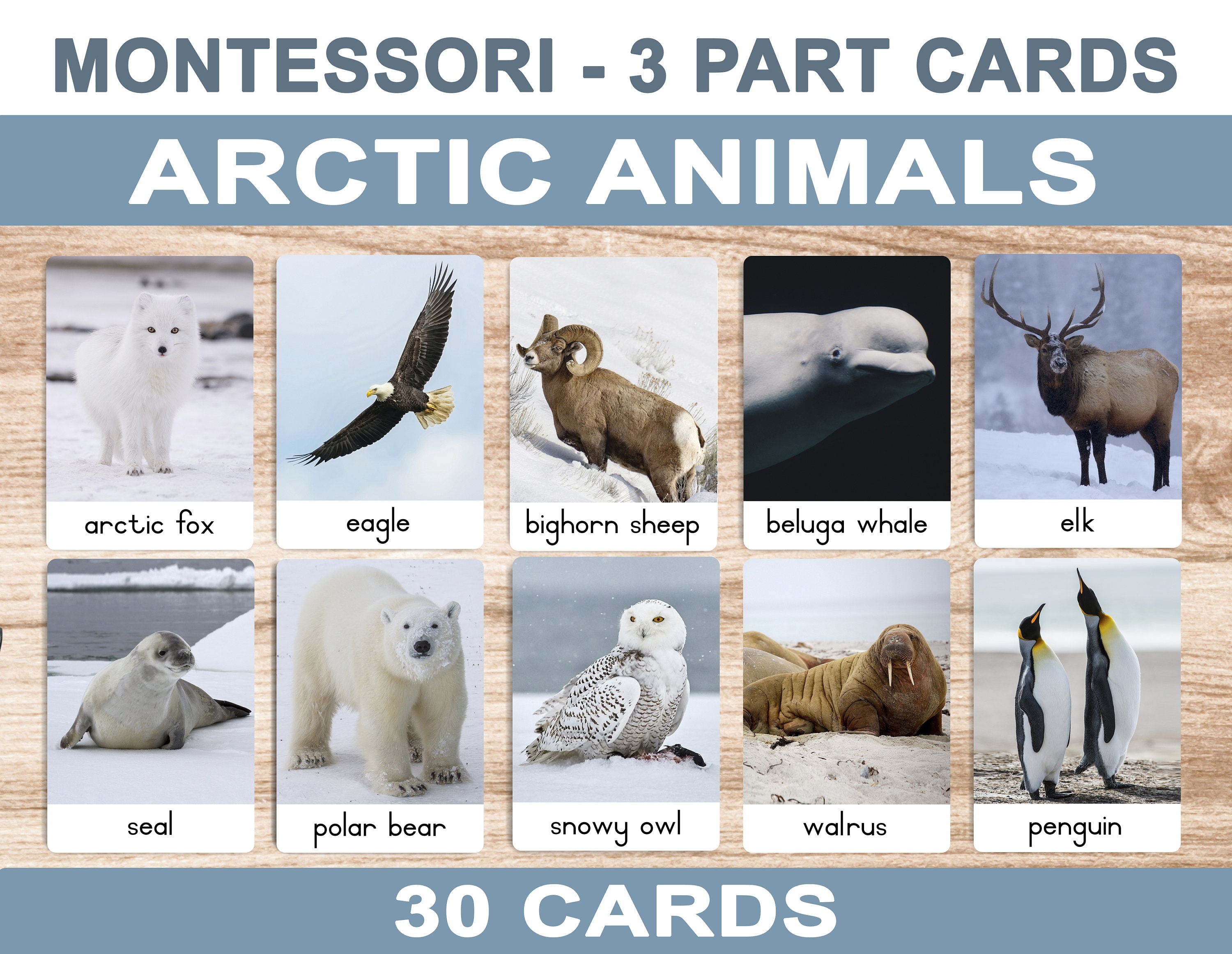 Arctic Animals Printable Flash Cards 3 Part Cards Etsy UK