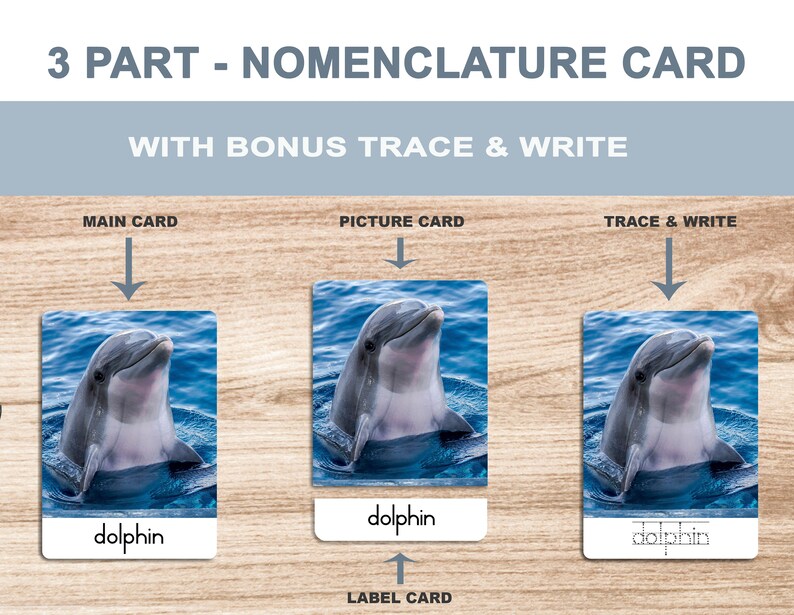 Sea Animals • Printable Flash Cards • 3 Part Cards • Montessori Cards ...