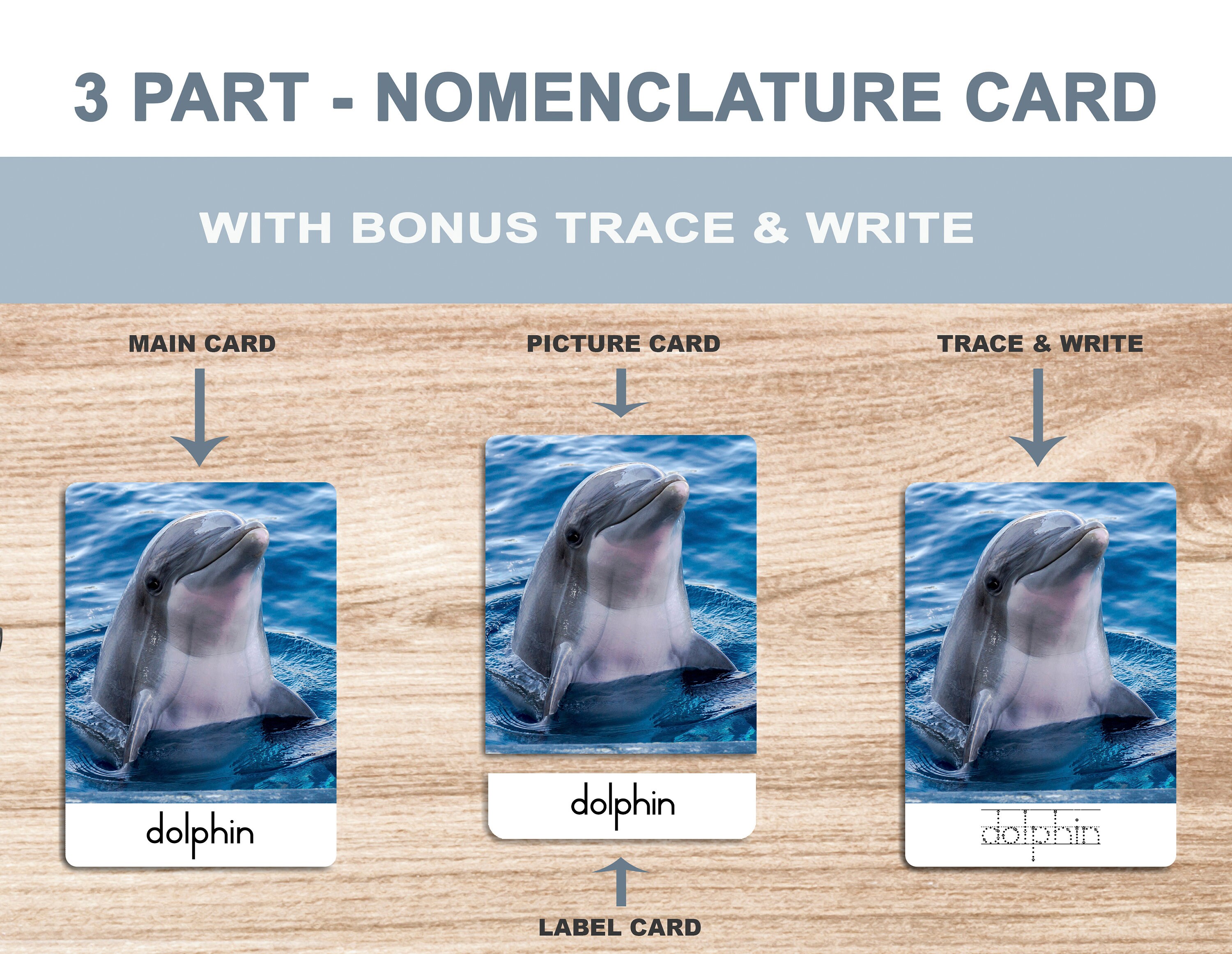 Sea Animals • Printable Flash Cards • 3 Part Cards • Montessori Cards ...