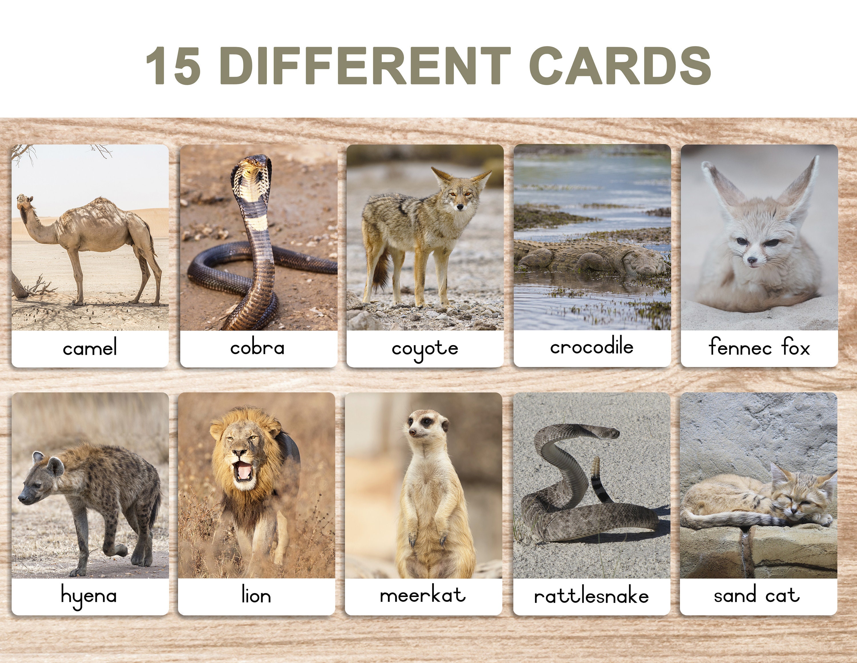 Desert Animals Printable Flash Cards 3 Part Cards - Etsy Australia Desert Animals Printable Flash Cards 3 Part Cards - Etsy Australia