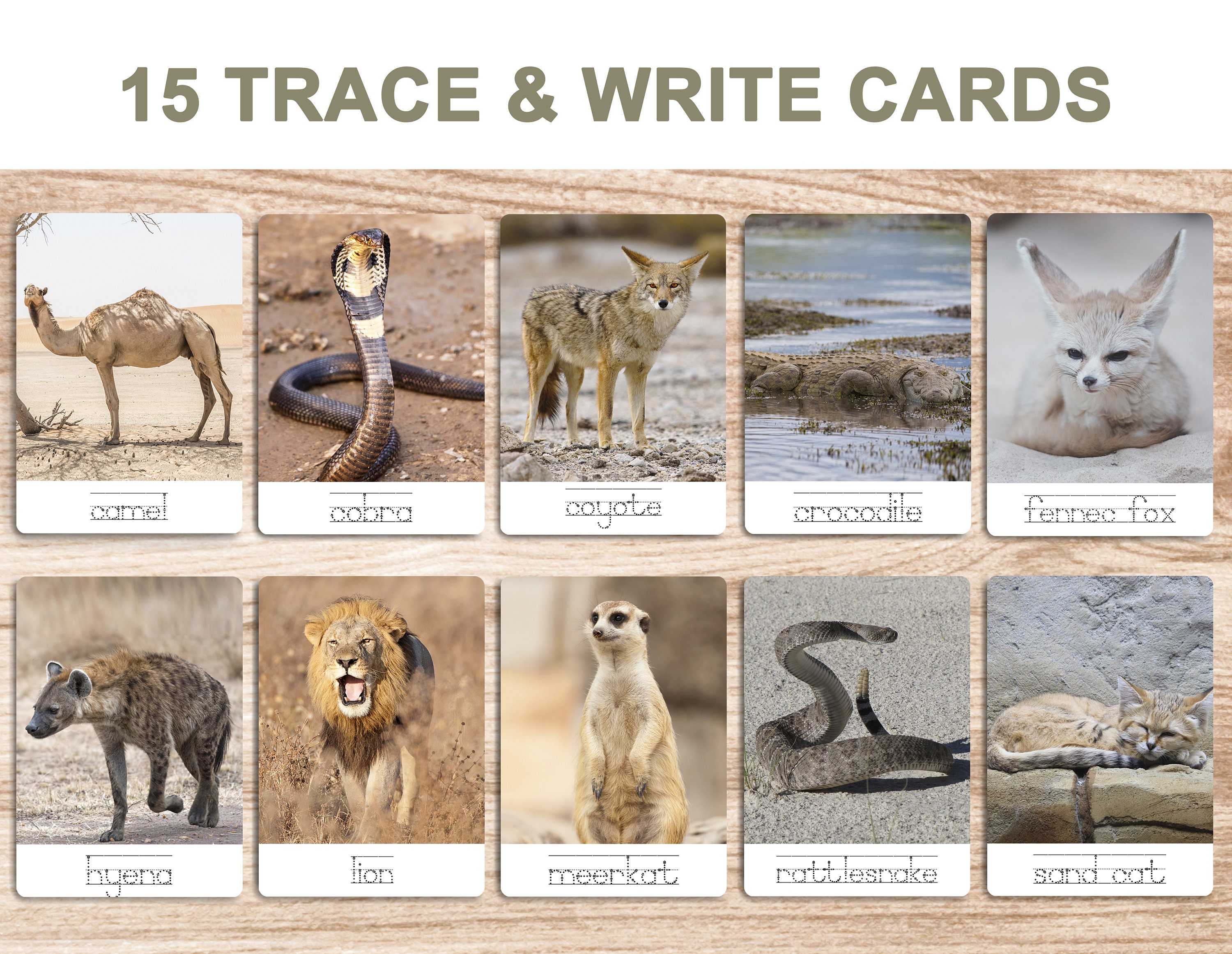 Desert Animals Printable Flash Cards 3 Part Cards - Etsy Australia