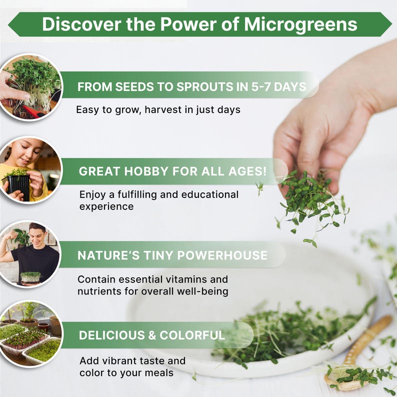 Broccoli Sprouting & Microgreens Seeds 65,000 Non GMO Heirloom Seeds