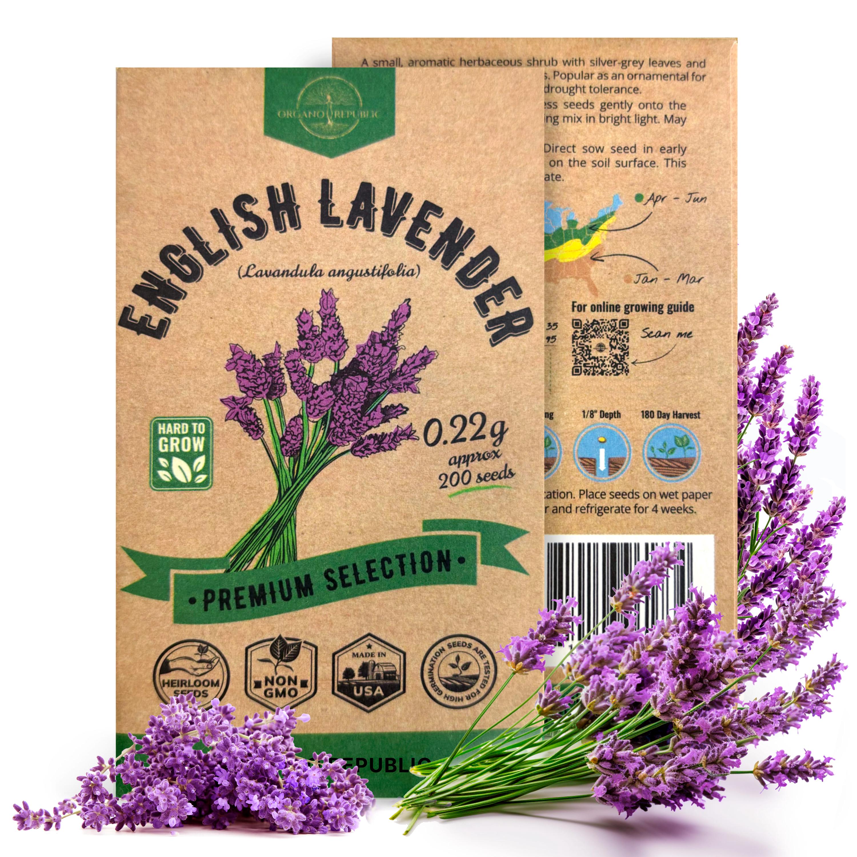 English Lavender Seeds: 2200+ Non GMO Heirloom Seeds for Planting - Etsy