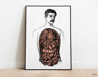 Anatomy Man - Antique male Anatomy Anatomical art Prints, Print, Poster, Art, Design Wall Art Poster Nurse Doctor Surgeon, Vintage, Retro