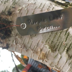 May include: A silver metal tag attached to a tree trunk with copper wire. The tag is labeled "Purple Leaf Birch..."