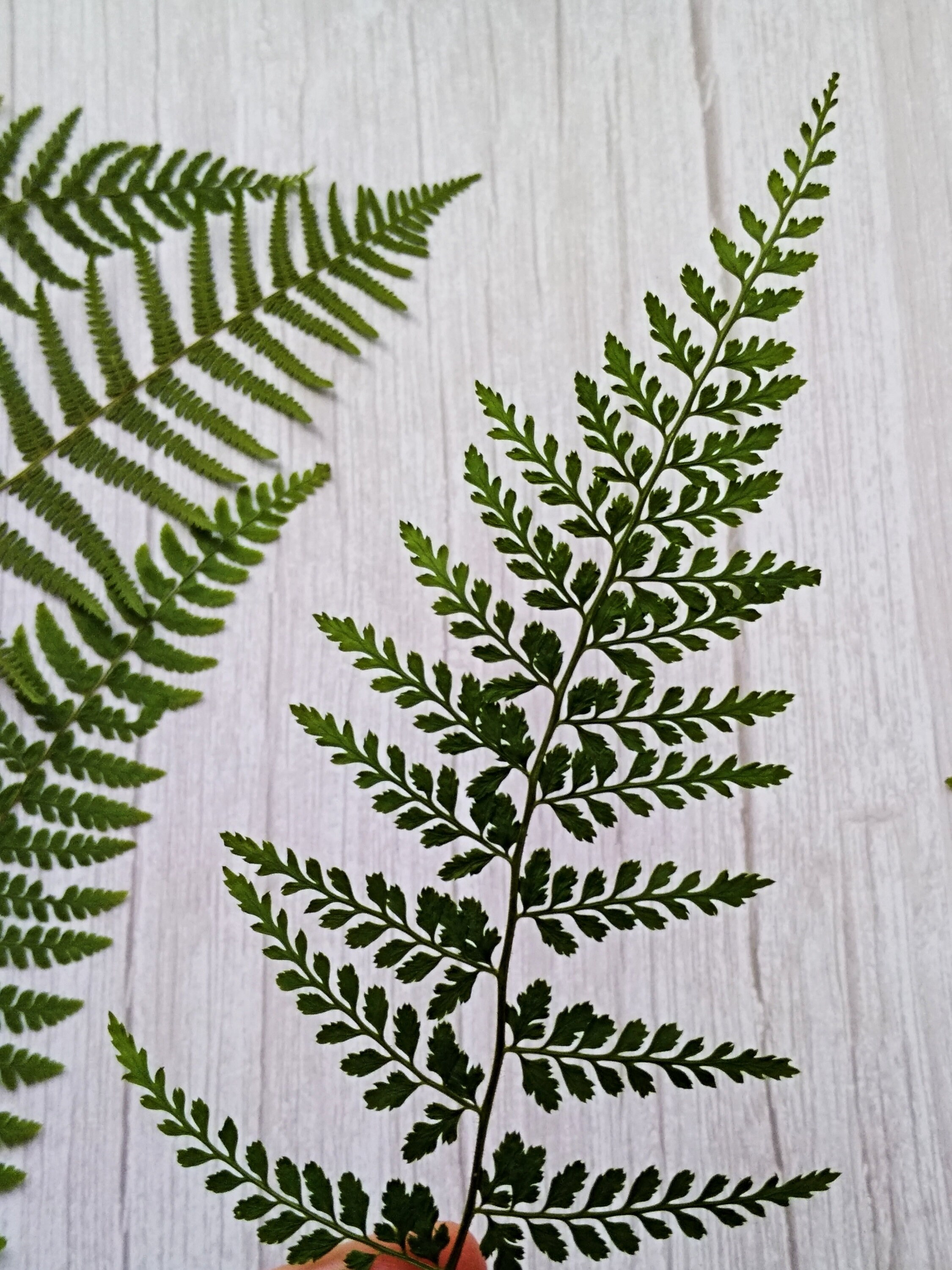 Large Pressed Fern leaves Dried Plants Pressed Foliage Etsy