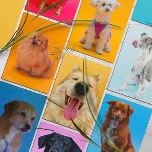 Dog Greeting Cards 5x7 Inches Set of 8 – Blank Dog Note Cards – Colorful Dog Stationery with Kraft Envelopes