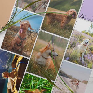 Dogs in Nature Greeting Cards 5x7 Inches Set of 8 – Blank Dog Note Cards With Kraft Envelopes
