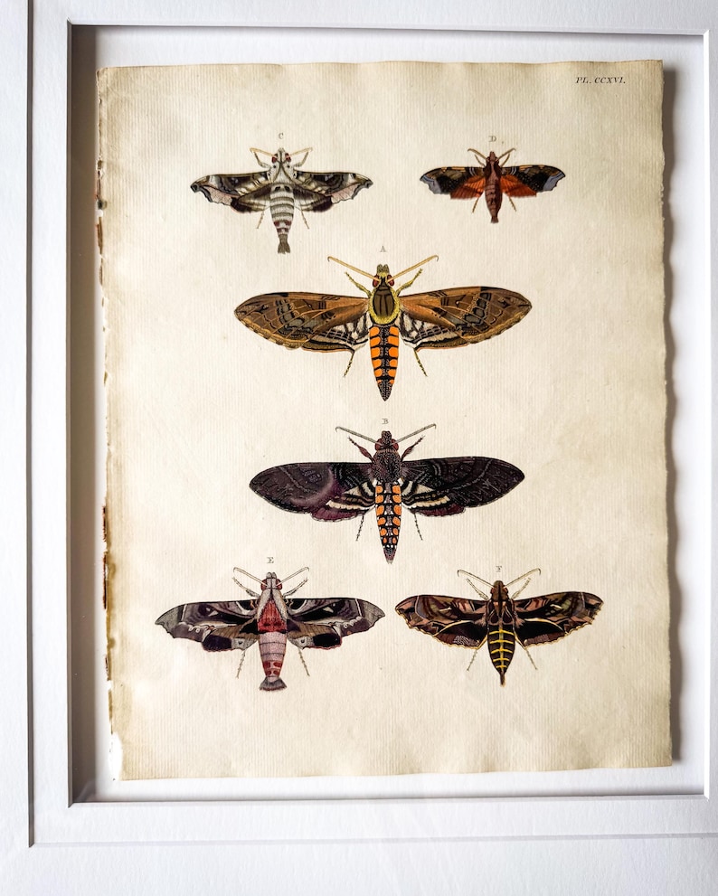 Moth Incarving Original Antique Moth Engraving | Framed Entomology Print | Victorian ...