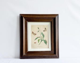 Antique Moths Hand Colored Book Plate Butterfly Engravings Insect Art Antique Entomology Framed Insects