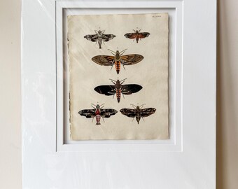Original Antique Moth Engraving | Framed Entomology Print | Victorian Natural History Illustration | Curiosity Cabinet Decor