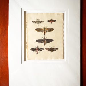Antique Hand-Colored Moth Prints: 1800s British Moths Ephemera