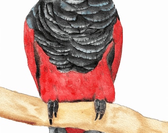 Portrait of a pesquet dracula parrot in watercolor