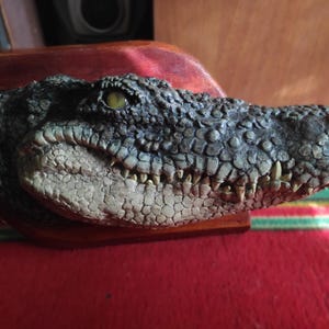 Könnte beinhalten: Nahaufnahme eines Krokodilkopfes, der auf einer Holzplatte montiert ist. Das Krokodil hat eine strukturierte, graue und weiße Haut mit sichtbaren Zähnen. Die Augen des Krokodils sind offen und haben eine gelbe Iris.