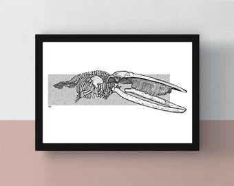 May include: Black framed print featuring a detailed black and white illustration of a whale skeleton. The artwork is set against a light gray rectangular background, showcasing the skeletal structure in a scientific or artistic style.