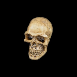 Large Human Skull