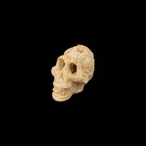 May include: A beige skull figurine with a detailed bone structure. The skull is tilted to the side, giving it a slightly eerie look.