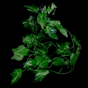 Vine 2