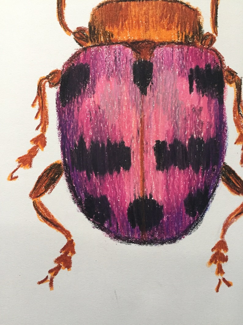 Oil Pastel Beetle Drawing Pink Orange and Black Spotted Etsy