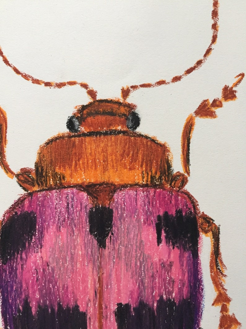Oil Pastel Beetle Drawing Pink Orange and Black Spotted Etsy