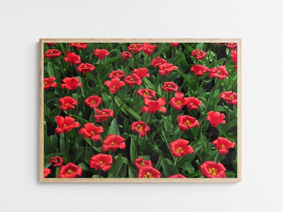 Red Tulips Wall Art | Flower Photo Print | Cafe Floral Art | Home Wall ...