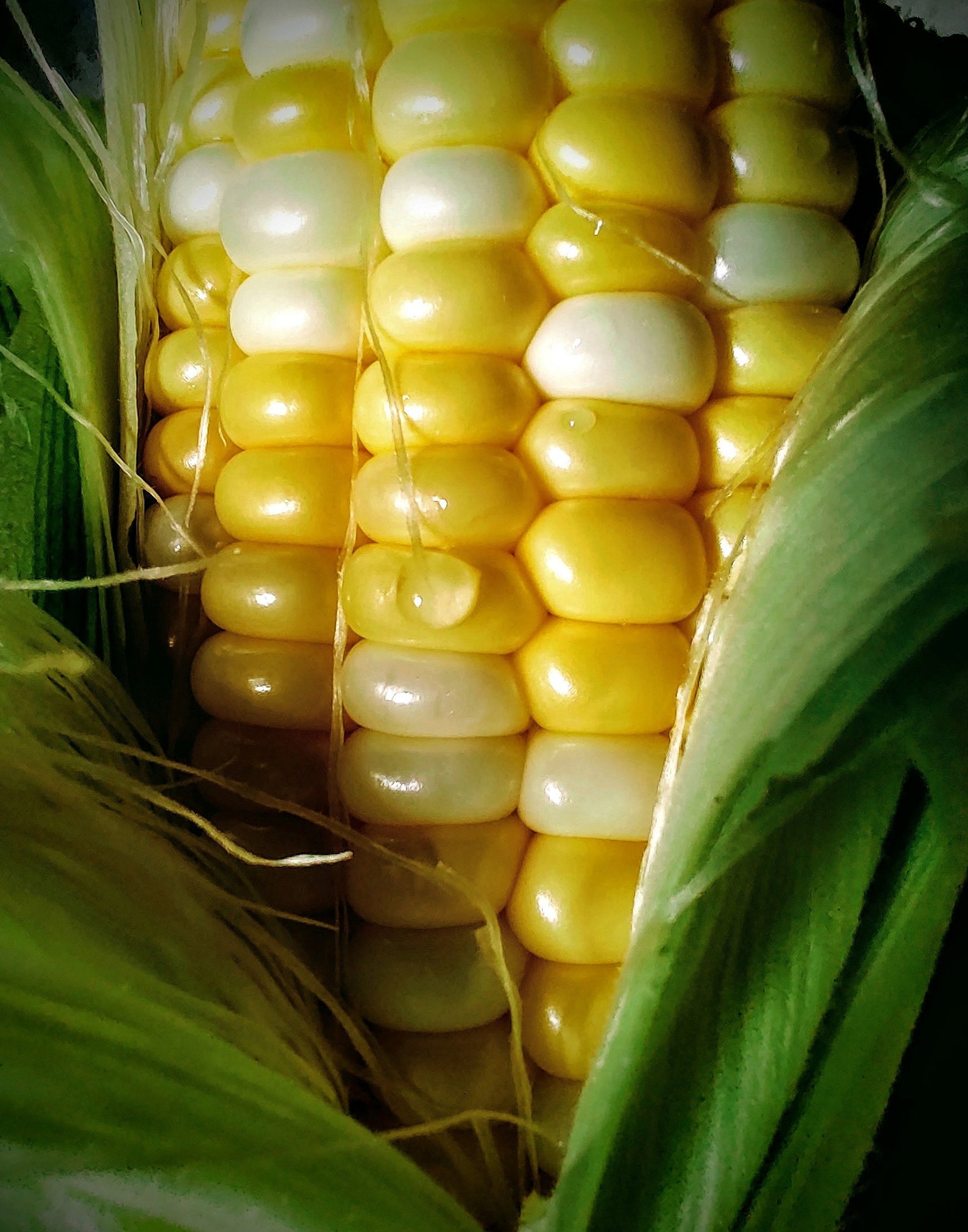 Fresh Corn Photo Print - Summer Time, Produce, Wall Decor, Fine Art ...