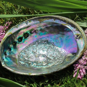 May include: An iridescent abalone shell with a pearlescent interior, displaying blues, greens, and purples. The shell is set against green grass and delicate pink flowers, creating a natural aesthetic.