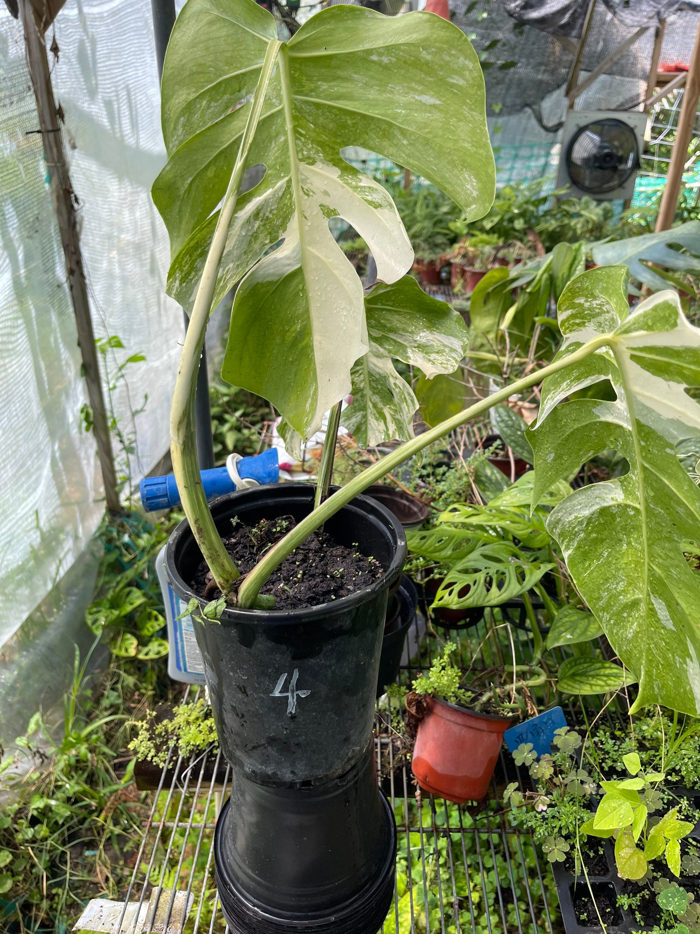 Monstera deliciosa 'Albo Variegata' (15cm pot)