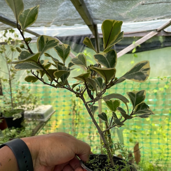 12 inch Ficus Triangularis Sweetheart Shaped Leaf. Variegated. 4 inch pot.