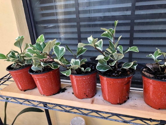 17+ Foliage Indoor Plants
