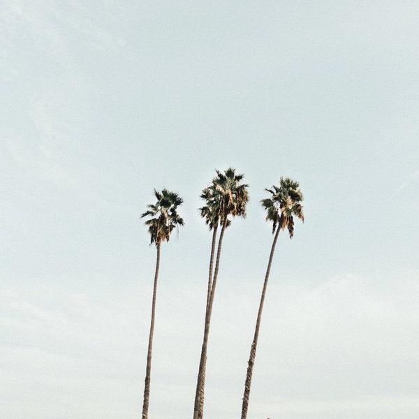 Tall Palms in California