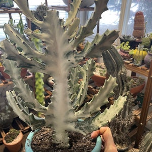 weirdo alert! LARGE size Euphorbia Lactea White Ghost Cactus Rare Imported Succulent