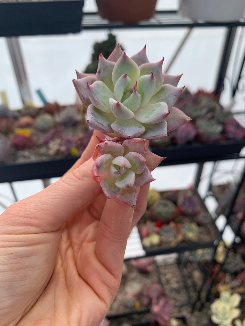 Echeveria Larga Cluster