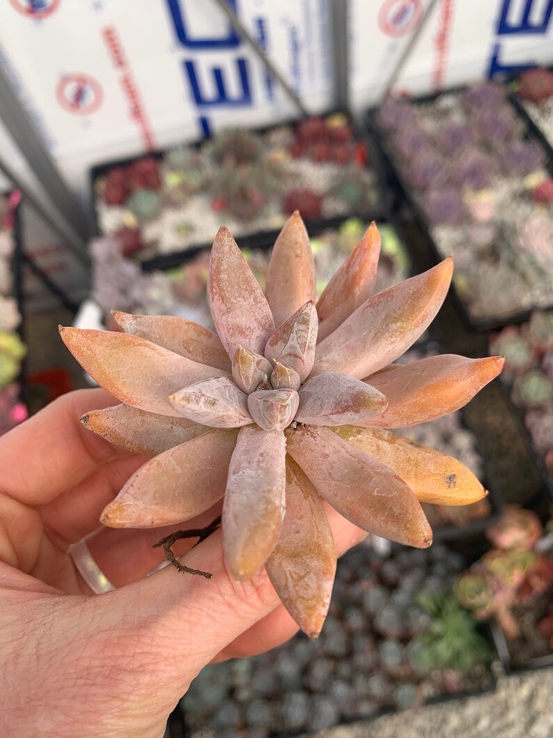 Rare Imported Succulent Echeveria tolimanensis