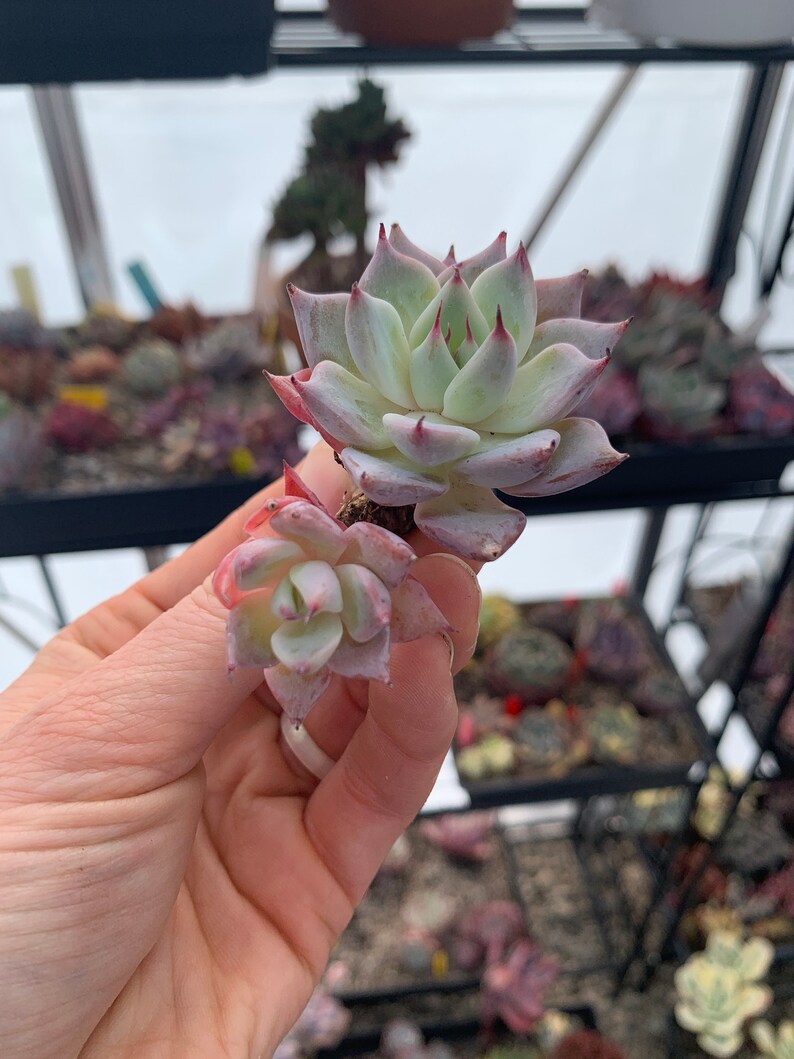 Echeveria Larga Cluster