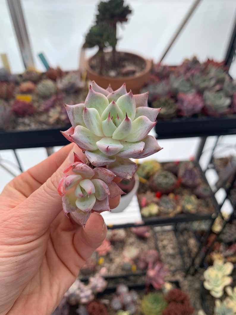 Echeveria Larga Cluster