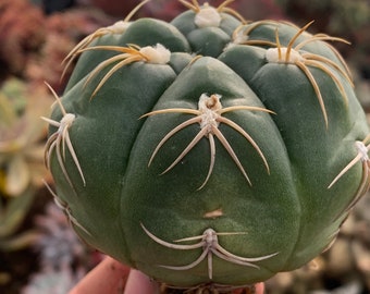 weirdo alert: Gymnocalycium denudatum pfeiff Rare Imported Korean Succulent