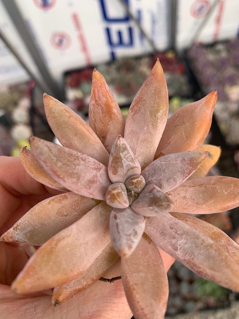 Rare Imported Succulent Echeveria tolimanensis