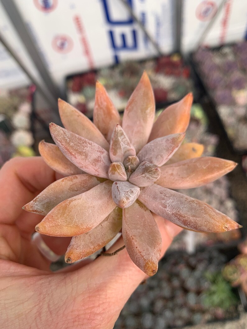 Rare Imported Succulent Echeveria tolimanensis
