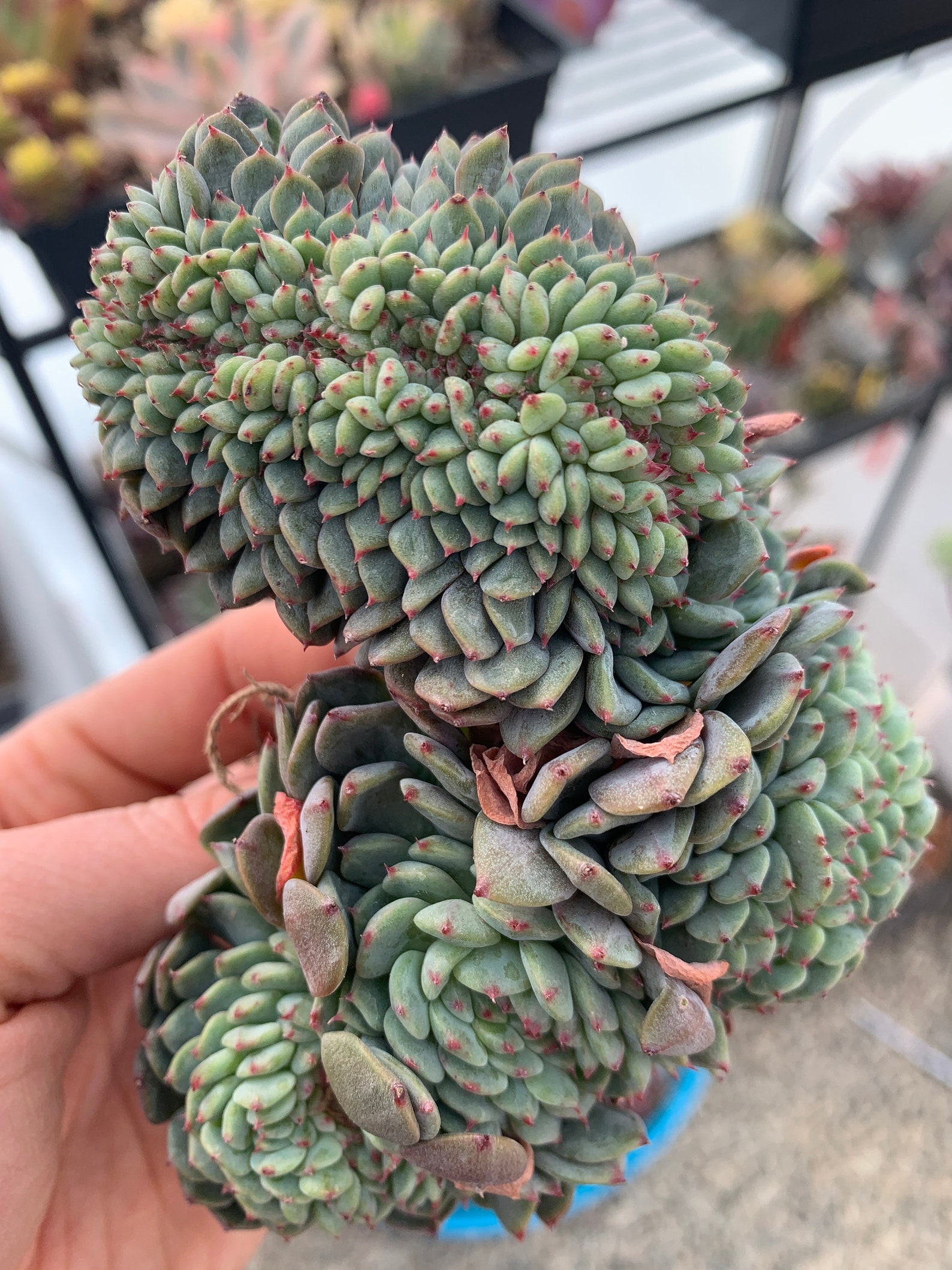 Granja blanca de Echeveria Suculenta importada rara | Etsy